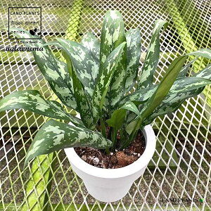 yP[X̔F8z AOIl}i}Aj 5 vX`bN 8 Aglaonema Maria