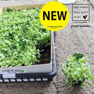 yy~Ai^qj 3 |bgc 1 yy~A^q }AR Peperomia