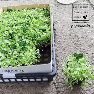 yP[X̔F20z yy~Ai^qj 3 |bgc 20 yy~A^q }AR Peperomia