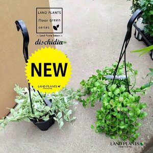 fBXLfBAi܂ij 4 ݂ vX`bN Dischidia MIX