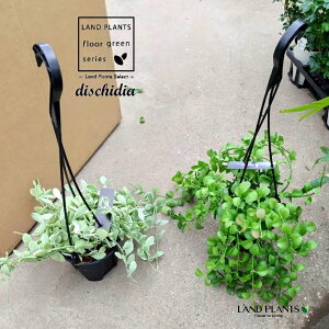 yP[X̔F8z fBXLfBAi܂ij 4 ݂ vX`bN 8 Dischidia MIX