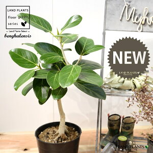 xKSiR`FV[gj c 7 vX`bN |bgc 1 H60cmx uTCY ^ tBJX xKVX I[h[ S̖ S Ficus benghalensis