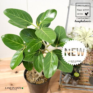 xKSiR`FV[gj c 7 vX`bN |bgc 1 H60cmx uTCY ^ tBJX xKVX I[h[ S̖ S Ficus benghalensis
