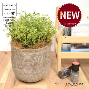 S[f^Cij fUC̗ǂ eRb^ 1 yRRt@Co[z ^ ^C S[f n[u n[ Thymus ×citriodorus 'Aureus' 4