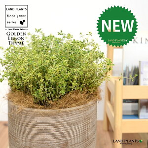 S[f^Cij fUC̗ǂ eRb^ 1 yRRt@Co[z ^ ^C S[f n[u n[ Thymus ×citriodorus 'Aureus' 4