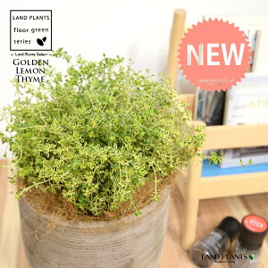 S[f^Cij fUC̗ǂ eRb^ 1 yRRt@Co[z ^ ^C S[f n[u n[ Thymus ×citriodorus 'Aureus' 4