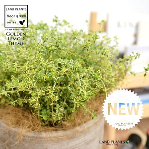 S[f^Cij fUC̗ǂ eRb^ 1 yRRt@Co[z ^ ^C S[f n[u n[ Thymus ×citriodorus 'Aureus' 4