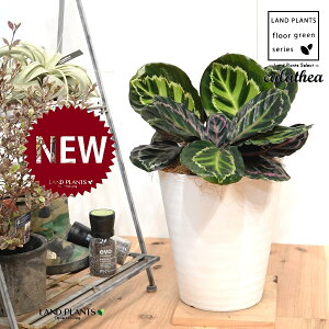 JeAiZIsN^F؁j 8 F ZA[g 1 yRRt@Co[EMz^ ZIsN^[ [IsN^[ SVLoloVE Jungle velvet calathea roseopicta 3