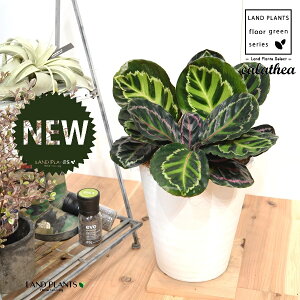 JeAiZIsN^F؁j 8 F ZA[g 1 yRRt@Co[EMz^ ZIsN^[ [IsN^[ SVLoloVE Jungle velvet calathea roseopicta 3