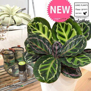 JeAiZIsN^F؁j 8 F ZA[g 1 yRRt@Co[EMz^ ZIsN^[ [IsN^[ SVLoloVE Jungle velvet calathea roseopicta 3