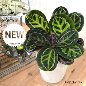JeAiZIsN^F؁j 8 F ZA[g 1 yRRt@Co[EMz^ ZIsN^[ [IsN^[ SVLoloVE Jungle velvet calathea roseopicta 3