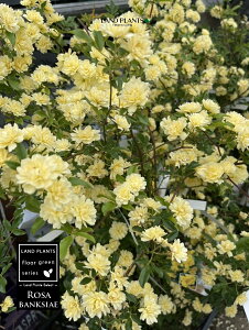 yP[X̔F20z bREoi؍KNFFj 3.5 |bgc 20 ؍ d炫 Rosa banksiae