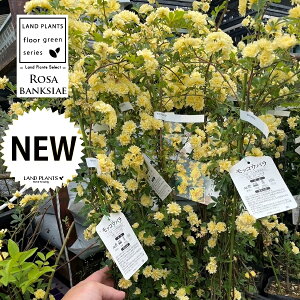 bREoi؍KNFFj 3.5 |bgc 1 ؍ d炫 Rosa banksiae