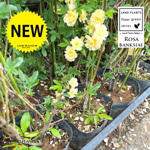 bREoi؍KNFFj 4.5 |bgc 1 ؍ d炫 Rosa banksiae