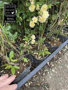 yP[X̔F12z bREoi؍KNFFj 4.5 |bgc 12 ؍ d炫 Rosa banksiae