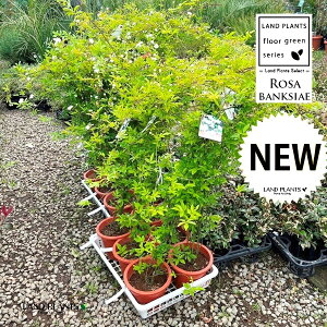 bREoi؍KNFԁj 6 vX`bN 1 ؍ d炫 Rosa banksiae