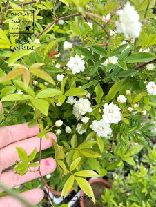 bREoi؍KNFԁj 6 vX`bN 1 ؍ d炫 Rosa banksiae