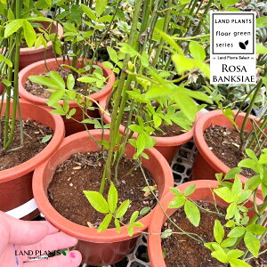 yP[X̔F6z bREoi؍KNFԁj 6 vX`bN 6 ؍ d炫 Rosa banksiae