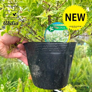 AxA ifBAXj 5 |bgc 1 AxAfBAX nicNolEcM ni]mcNolEcM Abelia × grandiflora