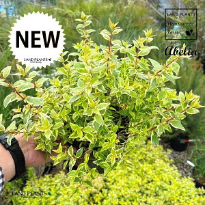 AxA ifBAXj 5 |bgc 1 AxAfBAX nicNolEcM ni]mcNolEcM Abelia × grandiflora