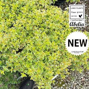 yP[X̔F8z AxA ifBAXj 5 |bgc 8 AxAfBAX nicNolEcM ni]mcNolEcM Abelia × grandiflora