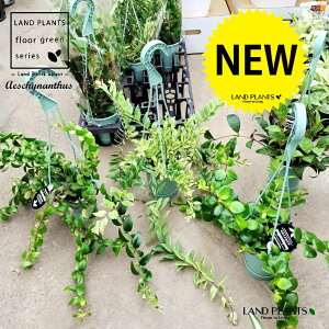 GLXiTX iMIXj 3.5 ݂^ vX`bN 1 Aeschynanthus