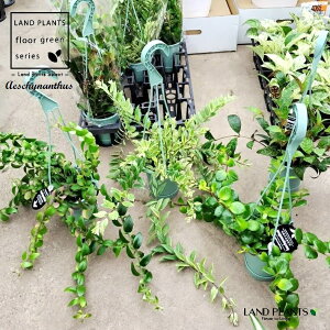 yP[X̔F8z GLXiTX iMIXj 3.5 ݂^ vX`bN 8 Aeschynanthus