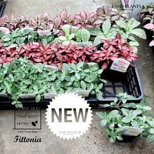 tBbgjA iJ[F܂j 3 |bgc 1 A~OT Ԗڑ Fittonia albivenis