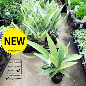 �R�E���������i�r�[�`�j 3�� �|�b�g�c 1�� �r�J�N�V�_ �g�p�r�� ��^ �r�t���J�c�� �V�_Platycerium