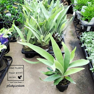 【ケース販売:15入】 コウモリラン(ビーチ) 3号 ポット苗 15鉢 ビカクシダ 麋角羊歯 大型 ビフルカツム シダPlatycerium