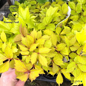 yP[X̔F15z icd^ itFEFCp[Nj 3 |bgc 15 icd^tFEFCp[N Parthenocis tr. eFenway Parkf