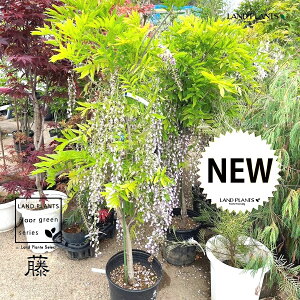 itWj 8 |bgc 1 m_tW c tWmL ̖ I  ̉ tW̉ Wisteria floribunda