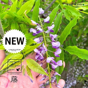 itWj 8 |bgc 1 m_tW c tWmL ̖ I  ̉ tW̉ Wisteria floribunda