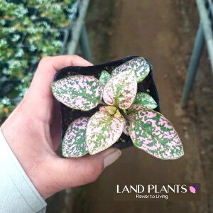 yP[X̔F24z q|GXeXisNj 3 |bgc 24 J[[t V^CVE Hypoestes