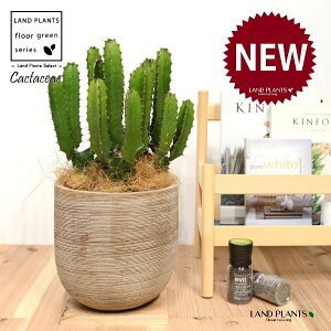 T{e i_tFV[gj fUC̗ǂ eRb^ 1 yRRt@Co[z^ T{e_CEJN _CEJN [tHrA [zrA  A Cactaceae Eu