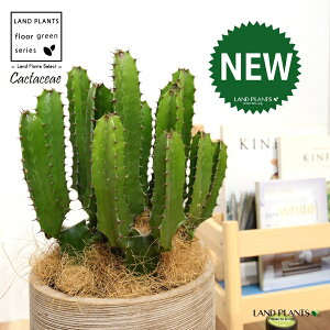 T{e i_tFV[gj fUC̗ǂ eRb^ 1 yRRt@Co[z^ T{e_CEJN _CEJN [tHrA [zrA  A Cactaceae Eu