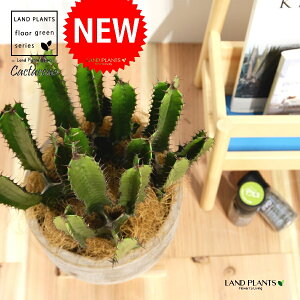 T{e i_tFV[gj fUC̗ǂ eRb^ 1 yRRt@Co[z^ T{e_CEJN _CEJN [tHrA [zrA  A Cactaceae Eu