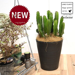 T{e i_tFV[gj 8 F ZA[g 1 yRRt@Co[EMz^ T{e_CEJN _CEJN [tHrA [zrA  A Cactaceae Eup