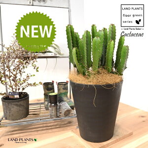 T{e i_tFV[gj 8 F ZA[g 1 yRRt@Co[EMz^ T{e_CEJN _CEJN [tHrA [zrA  A Cactaceae Eup