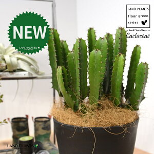 T{e i_tFV[gj 8 F ZA[g 1 yRRt@Co[EMz^ T{e_CEJN _CEJN [tHrA [zrA  A Cactaceae Eup