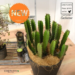 サボテン (大雲閣:株立ちショート) 8号 黒色 セラアート鉢 1鉢 【ココファイバー・受皿】大型 サボテンダイウンカク ダイウンカク ユーフォルビア ユーホルビア 多肉 多肉植物 Cactaceae Eup