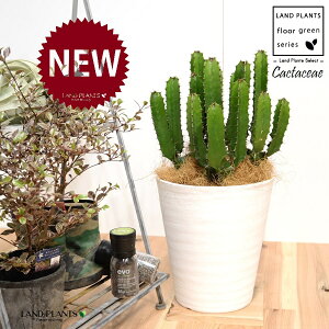 T{e i_tFV[gj 8 F ZA[g 1 yRRt@Co[EMz^ T{e_CEJN _CEJN [tHrA [zrA  A Cactaceae Eup