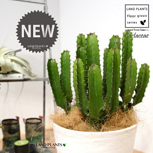 T{e i_tFV[gj 8 F ZA[g 1 yRRt@Co[EMz^ T{e_CEJN _CEJN [tHrA [zrA  A Cactaceae Eup