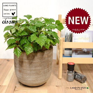 O[vACr[iVbTXErtHAj fUC̗ǂ eRb^ yRRt@Co[EMz^ JK[ACr[ ACr[ G_jJ Cissus rhombifolia 4