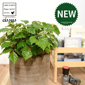 O[vACr[iVbTXErtHAj fUC̗ǂ eRb^ yRRt@Co[EMz^ JK[ACr[ ACr[ G_jJ Cissus rhombifolia 4