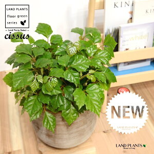 O[vACr[iVbTXErtHAj fUC̗ǂ eRb^ yRRt@Co[EMz^ JK[ACr[ ACr[ G_jJ Cissus rhombifolia 4