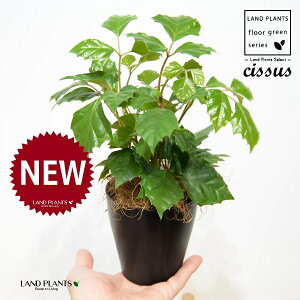 O[vACr[iVbTXErtHAj 4 F vX`bN 1 yRRt@Co[z JK[ACr[ ACr[ G_jJ Cissus rhombifolia