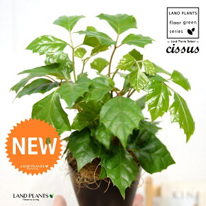 O[vACr[iVbTXErtHAj 4 F vX`bN 1 yRRt@Co[z JK[ACr[ ACr[ G_jJ Cissus rhombifolia