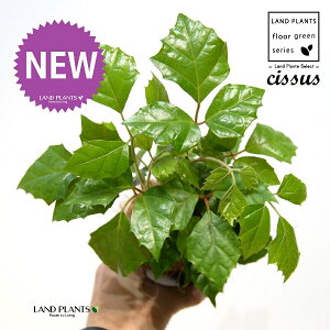 O[vACr[iVbTXErtHAj 4 F vX`bN 1 yRRt@Co[z JK[ACr[ ACr[ G_jJ Cissus rhombifolia