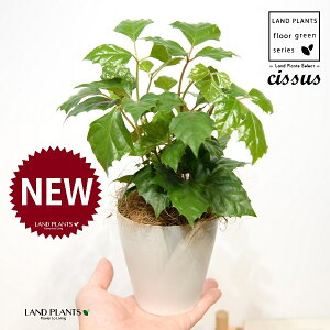 O[vACr[iVbTXErtHAj 4 F vX`bN 1 yRRt@Co[z JK[ACr[ ACr[ G_jJ Cissus rhombifolia